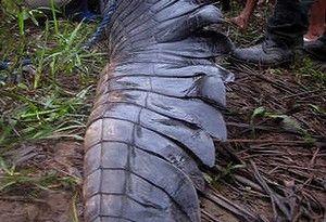 全球最大鳄鱼“罗利”死亡曾吃掉一名农夫
