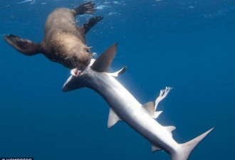 实拍凶猛毛皮海豹将5条鲨鱼开膛破肚