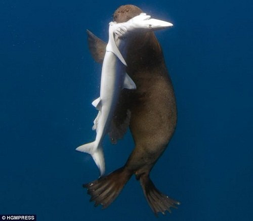 摄影师拍到凶猛海豹将五条鲨鱼开膛破肚(组图)