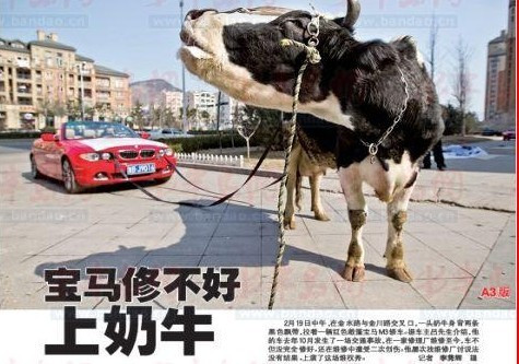 青岛车主遇修车难 雇奶牛拉宝马“逛马路”(图)