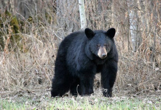 有图有真相：在加拿大北部丛林中猎熊