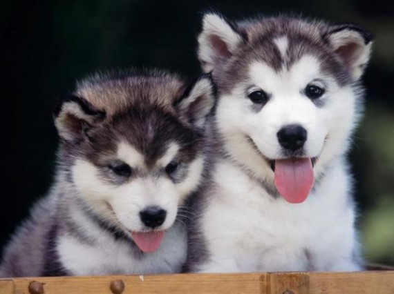 1354244760_460819189_1-Beautiful-KC-Registered-Siberian-Husky-puppies-4756
