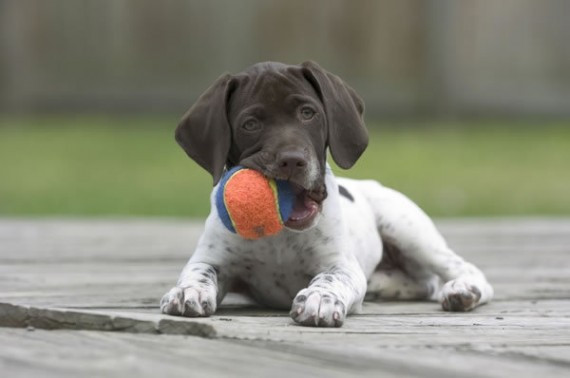 German-Shorthaired-Pointer-puppy-1-picture