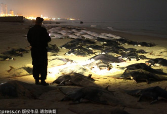 加沙海滩惊现数百只蝙蝠鱼搁浅海滩