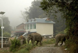 云南:一群野象袭扰5村寨 母象村中产子