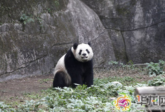 大熊猫二顺即将抵加 爱睡午觉吃苦竹