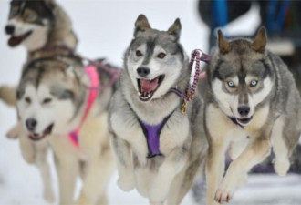 图：万狗奔腾 苏格兰雪橇犬大赛开幕