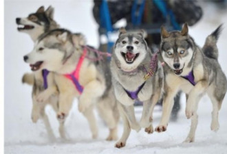 图：万狗奔腾 苏格兰雪橇犬大赛开幕