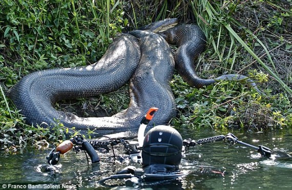 惊骇！瑞士男子在巴西丛林冒死近距离接触巨型水蟒(组图)
