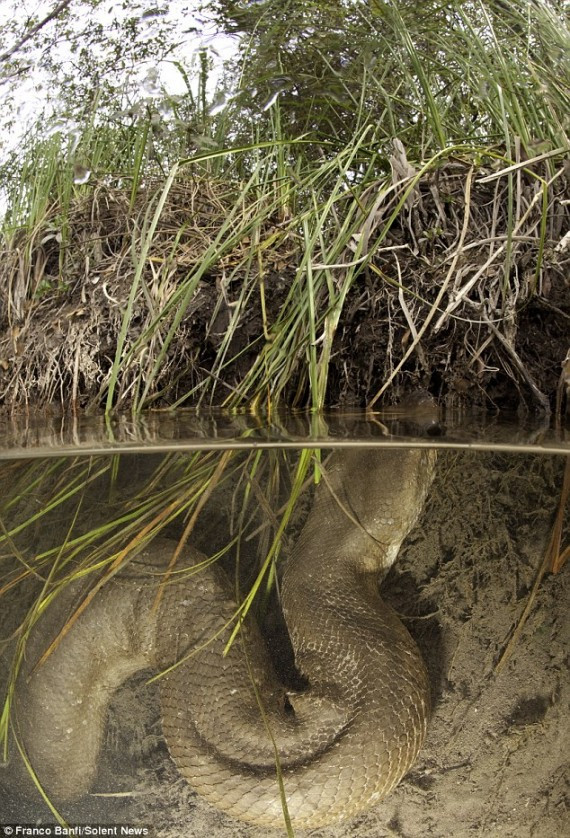 惊骇！瑞士男子在巴西丛林冒死近距离接触巨型水蟒(组图)