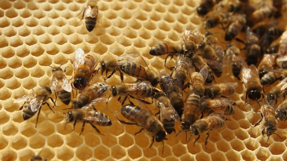 U.S. authorities accused five people, including one Canadian, of flooding the American market with cheap Chinese honey.