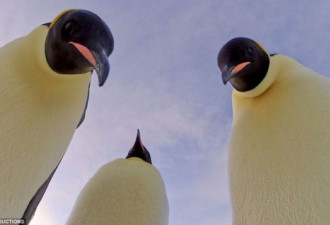 摄影师用乔装摄像头偷拍“企鹅幼儿园”