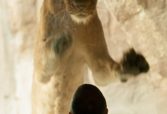 雌狮两腿站立 与游客隔玻璃深情对视