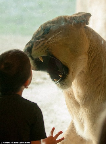 美动物园一雌狮两腿站立 与游客隔玻璃深情对视(组图)