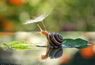 摄影师拍蜗牛花下避雨 似撑小伞泛舟