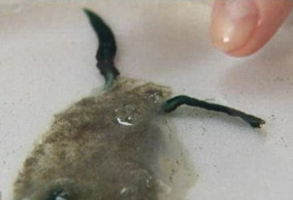 美发现神奇海洋生物 一半水母一半蛞蝓