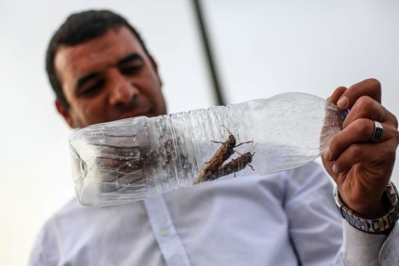 what-causes-locust-swarms-egypt-israel_64919_600x450