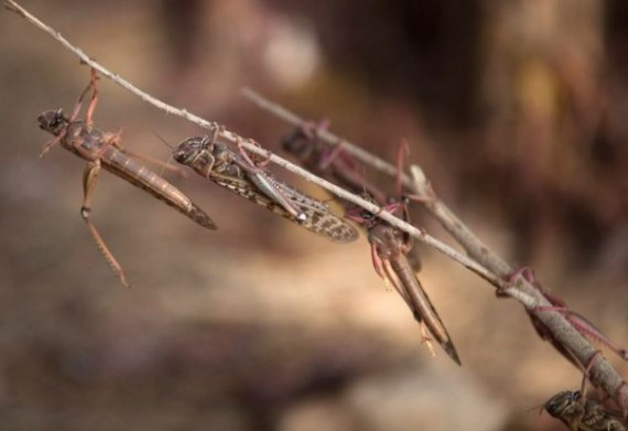 A Swarm Of Locusts Arrives In Israel