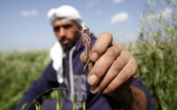 palestinian-farmer-locust