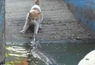 猫咪不惧凶猛鳄鱼 “两巴掌”将其打跑