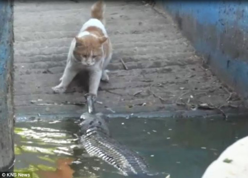 鳄鱼向猫咪游去,试图捕捉这只猫。