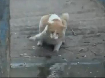 猫咪连续“两巴掌”扇向鳄鱼,成功将其击退。