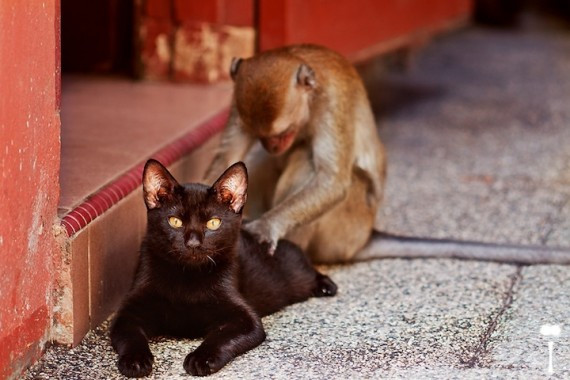 盘点治愈系萌宠:猴子给猫温情按摩 松鼠吃玉米(高清组图)