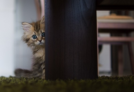 盘点治愈系萌宠:猴子给猫温情按摩 松鼠吃玉米(高清组图)