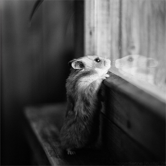 盘点治愈系萌宠:猴子给猫温情按摩 松鼠吃玉米(高清组图)
