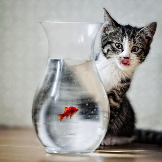 盘点治愈系萌宠:猴子给猫温情按摩 松鼠吃玉米(高清组图)