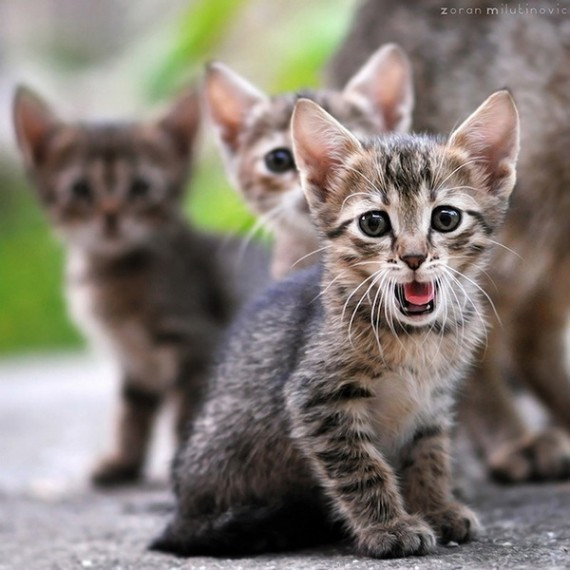 盘点治愈系萌宠:猴子给猫温情按摩 松鼠吃玉米(高清组图)