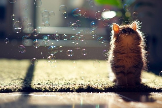 盘点治愈系萌宠:猴子给猫温情按摩 松鼠吃玉米(高清组图)