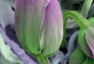 显微镜下的食物细节:西兰花似郁金香