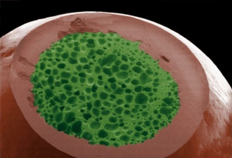 显微镜下的食物细节:西兰花似郁金香