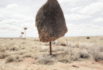 南非小鸟编织巨大鸟巢可容上百只群居