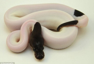 超级黑头花斑蛇公开出售 售价近10万元