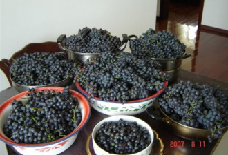图文教程：自制葡萄酒 欣赏发酵过程