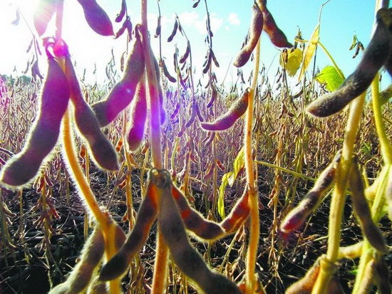 加拿大成为转基因农作物种植大国