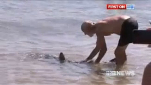 保罗·马思德抓住一条鲨鱼的尾巴，将其拖离海滩（视频截图）