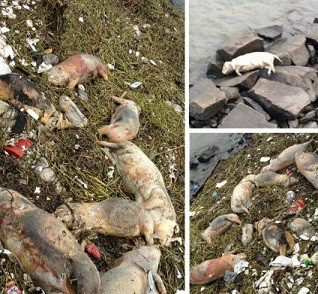 上海黄浦江水源区漂浮大量死猪 4天捞起45头(组图)