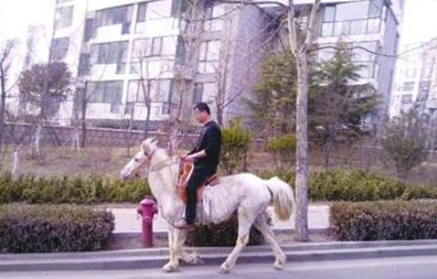 青岛街头现“唐僧”：男子骑白马悠闲逛街(图)