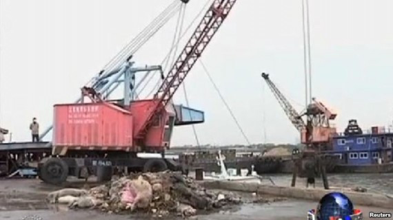 复杂中国的复杂死猪:无人染病 水质安全 死猪的黑色幽默