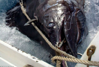 男子用鱼竿鱼线捕捉到600公斤重巨鱼