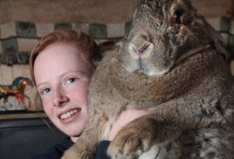 最胖巨型兔子重50斤胃口奇好吃嘛嘛香