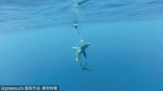 保护鲨鱼刻不容缓：摄影师记录人类血腥屠杀鲨鱼全过程(组图)