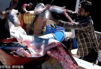 摄影师记录 人类血腥屠杀鲨鱼全过程
