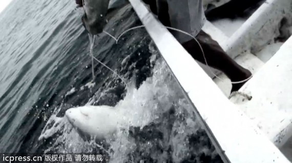 保护鲨鱼刻不容缓：摄影师记录人类血腥屠杀鲨鱼全过程(组图)