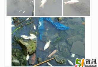 上海河道漂浮大量死鱼 绵延百米臭味严重