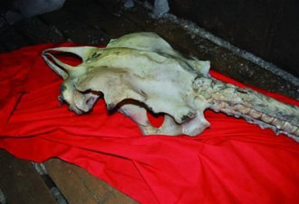 真龙现身？渔民东海捞4米长神秘骨骼