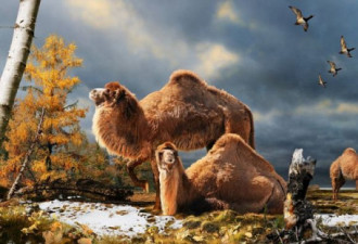 加拿大在北极地区发现巨型骆驼化石